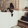 jael_t